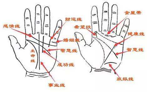 手的运势(手上运势图解)