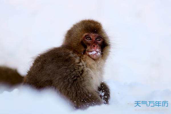 属猴的今天运势(属猴的今天运势如何)