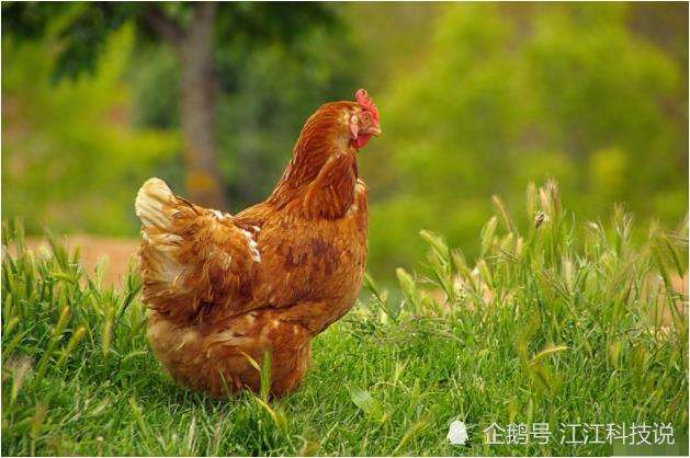 属鸡8月份的运势(属鸡今年8月运势及运程)