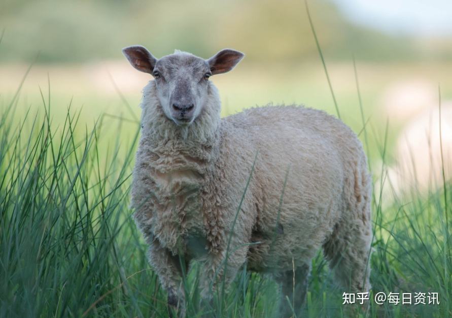 生肖羊11月运势(属羊人今年11月运势)