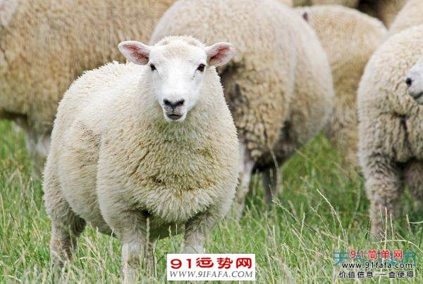 属羊2015年每月运势(属羊2015年每月运势如何)