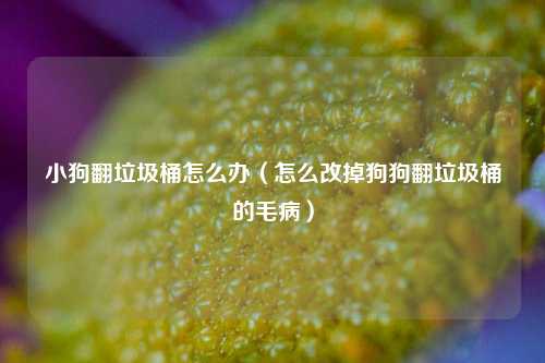 小狗翻垃圾桶怎么办（怎么改掉狗狗翻垃圾桶的毛病）